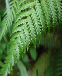 fern2